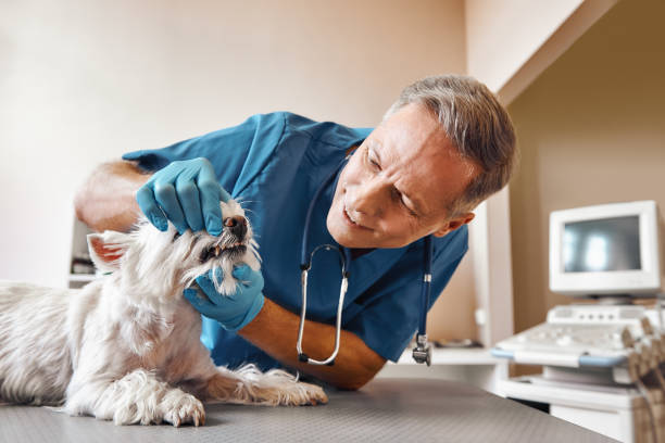 Best After-Hours Emergency Dentist in Salem, SD